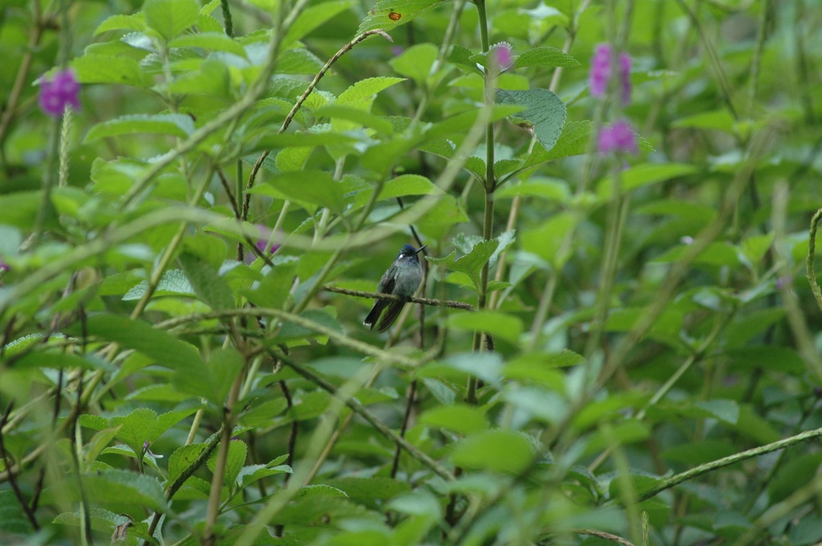 Violet-headed Hummingbird - ML619644466