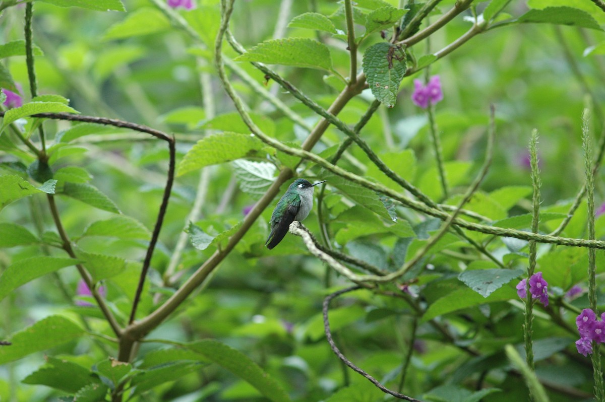 Violet-headed Hummingbird - ML619644468