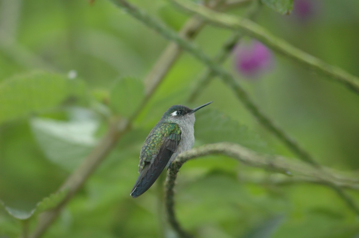 Violet-headed Hummingbird - ML619644469