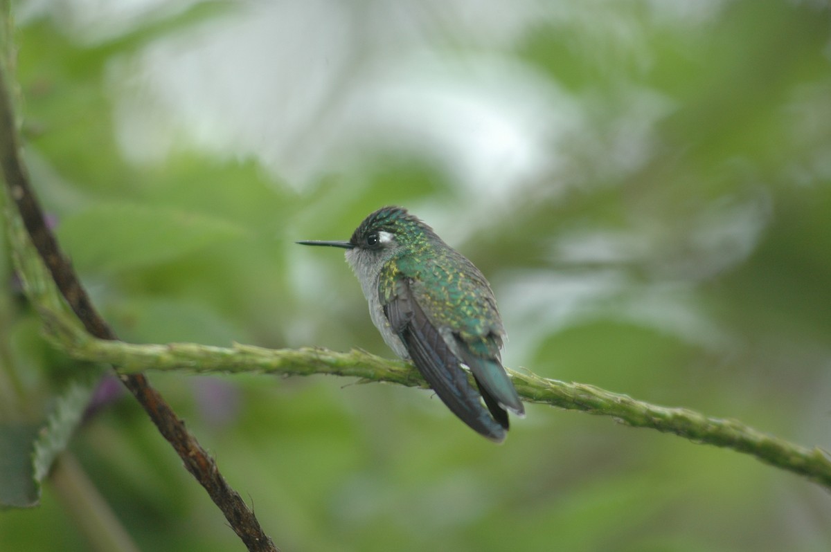 Violet-headed Hummingbird - ML619644470