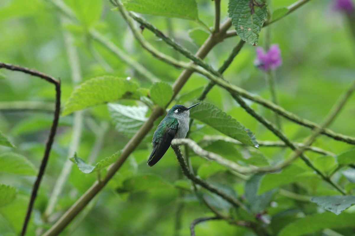 Violet-headed Hummingbird - ML619644471