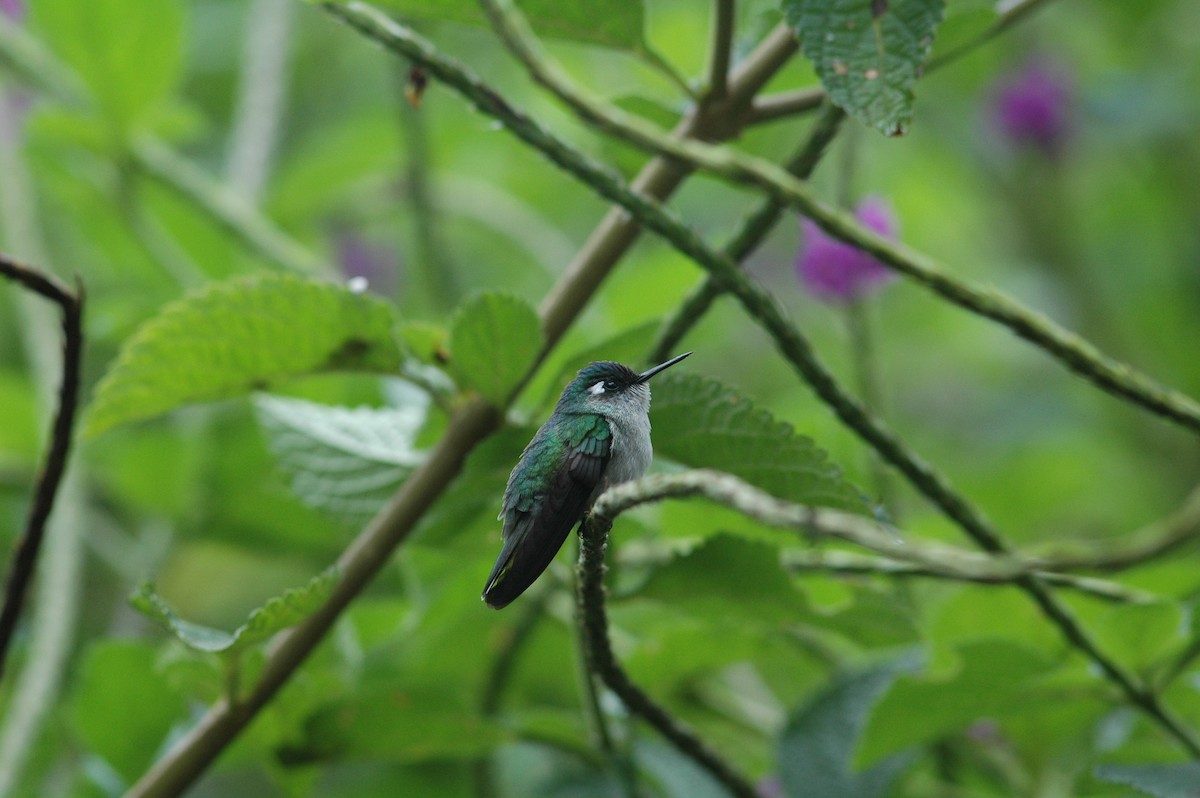 Violet-headed Hummingbird - ML619644473