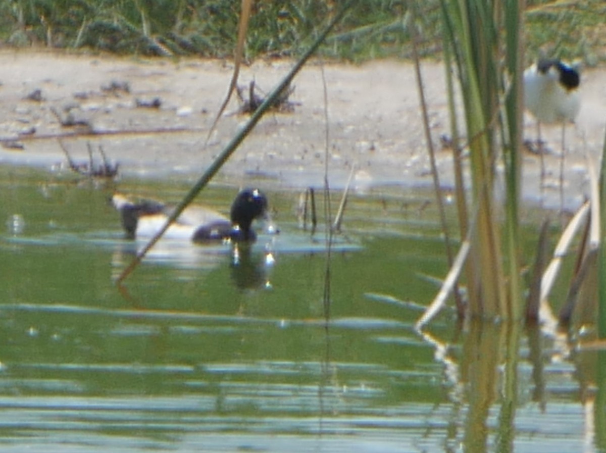 Greater Scaup - ML619644476