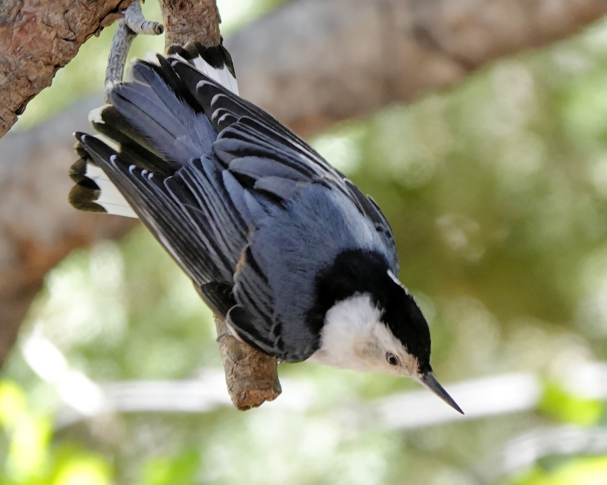 White-breasted Nuthatch - ML619644484
