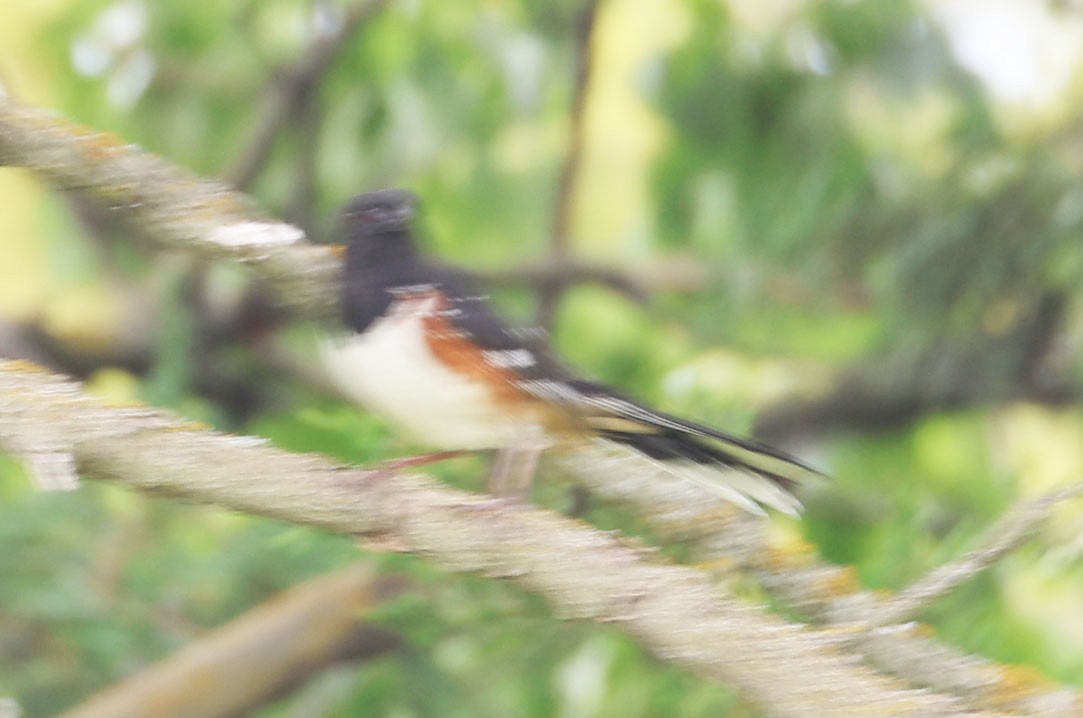 Spotted/Eastern Towhee (Rufous-sided Towhee) - ML619644534