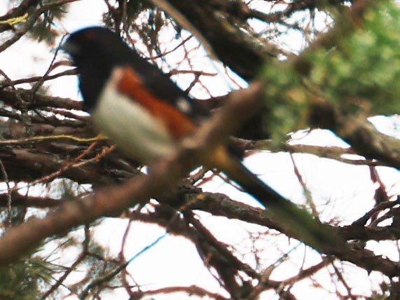 Spotted/Eastern Towhee (Rufous-sided Towhee) - ML619644535
