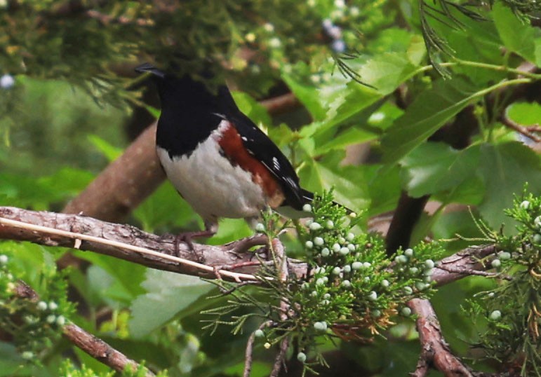 Spotted/Eastern Towhee (Rufous-sided Towhee) - ML619644536