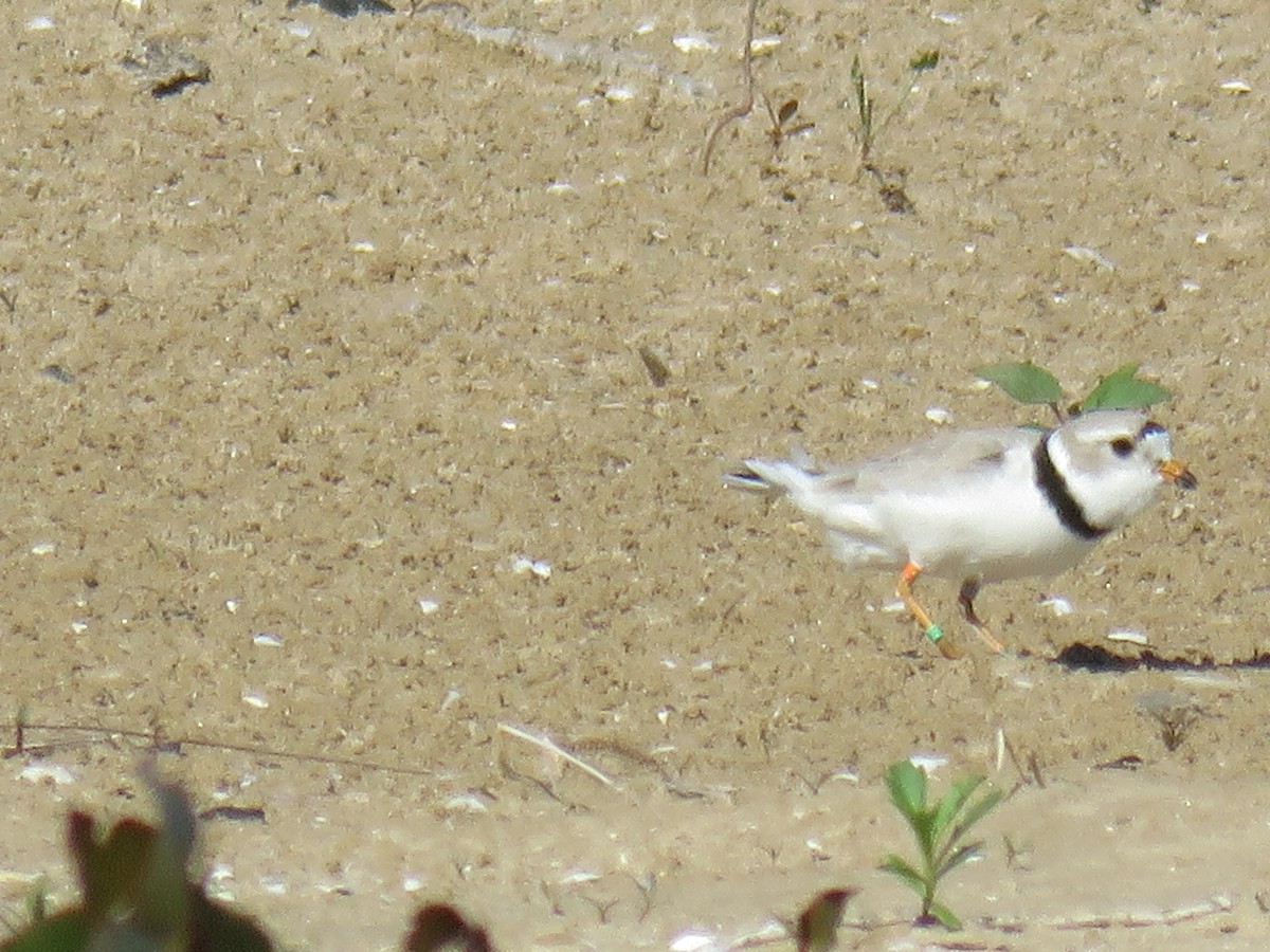 Piping Plover - ML619644539