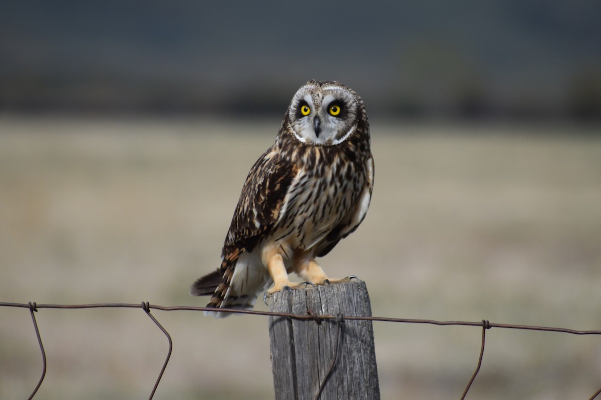 Short-eared Owl - ML619644546