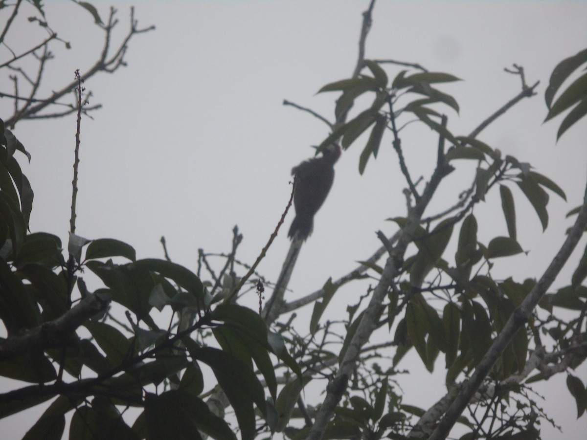 Spot-breasted Woodpecker - ML619644571