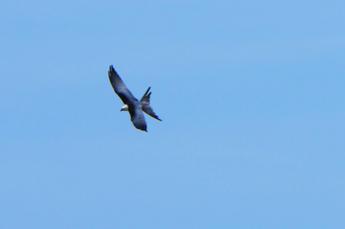 Swallow-tailed Kite - ML619644585