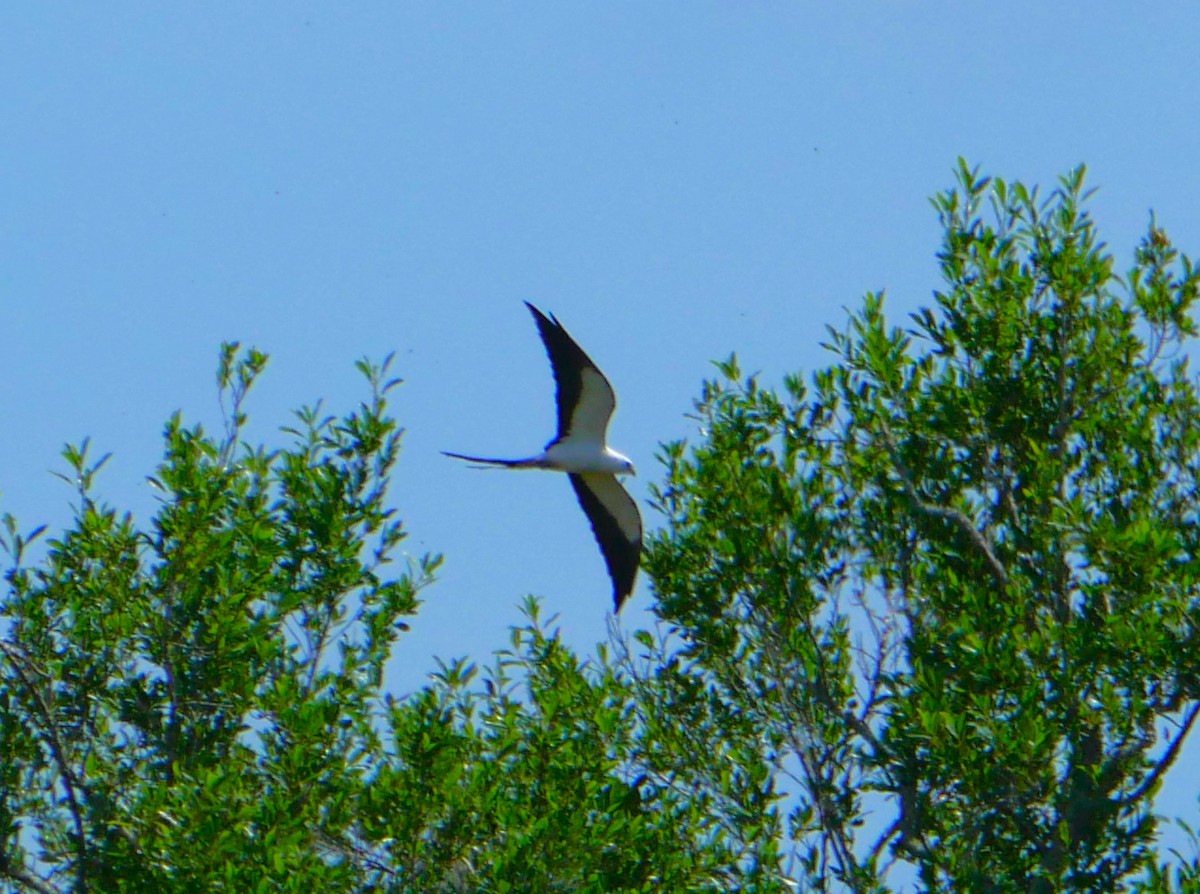 Swallow-tailed Kite - ML619644586
