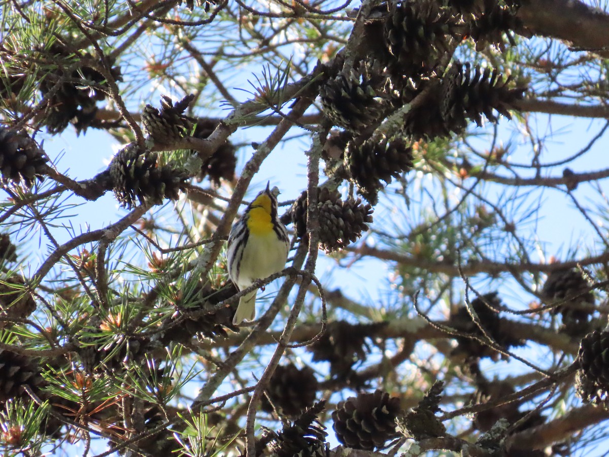 Yellow-throated Warbler - ML619644647