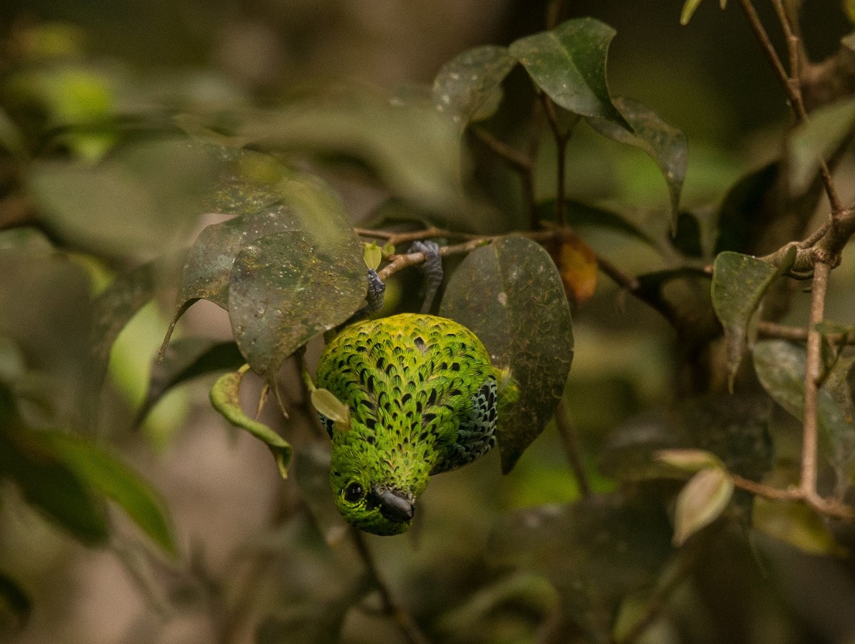 Spotted Tanager - ML619644668
