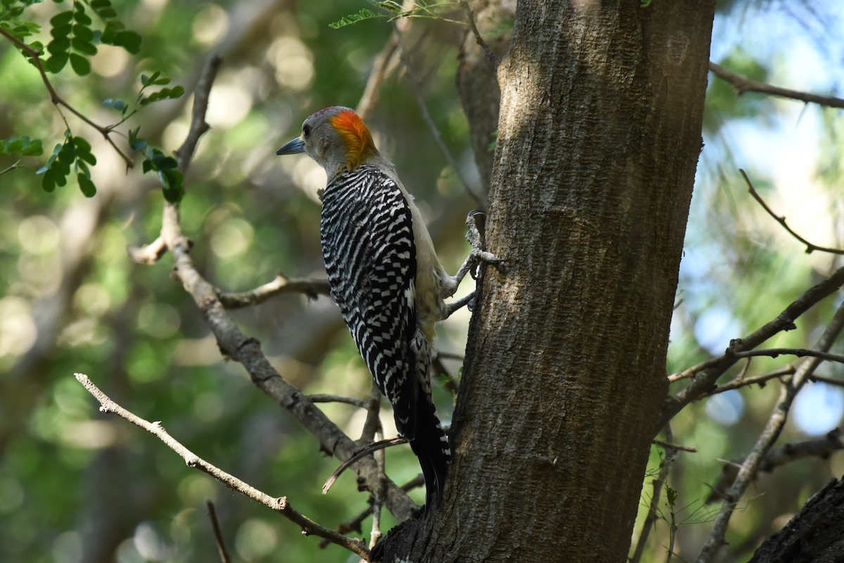 Golden-fronted Woodpecker - ML619644669