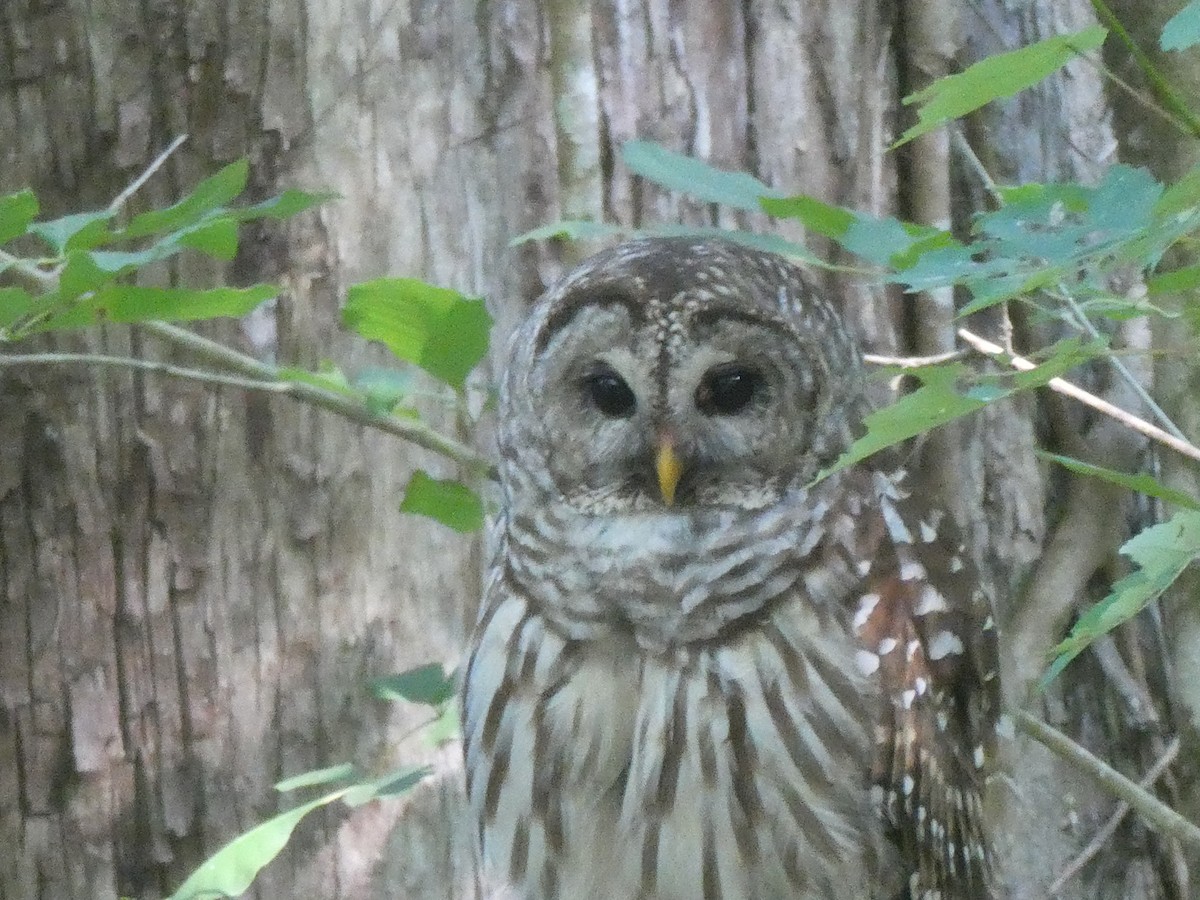 Barred Owl - ML619644671