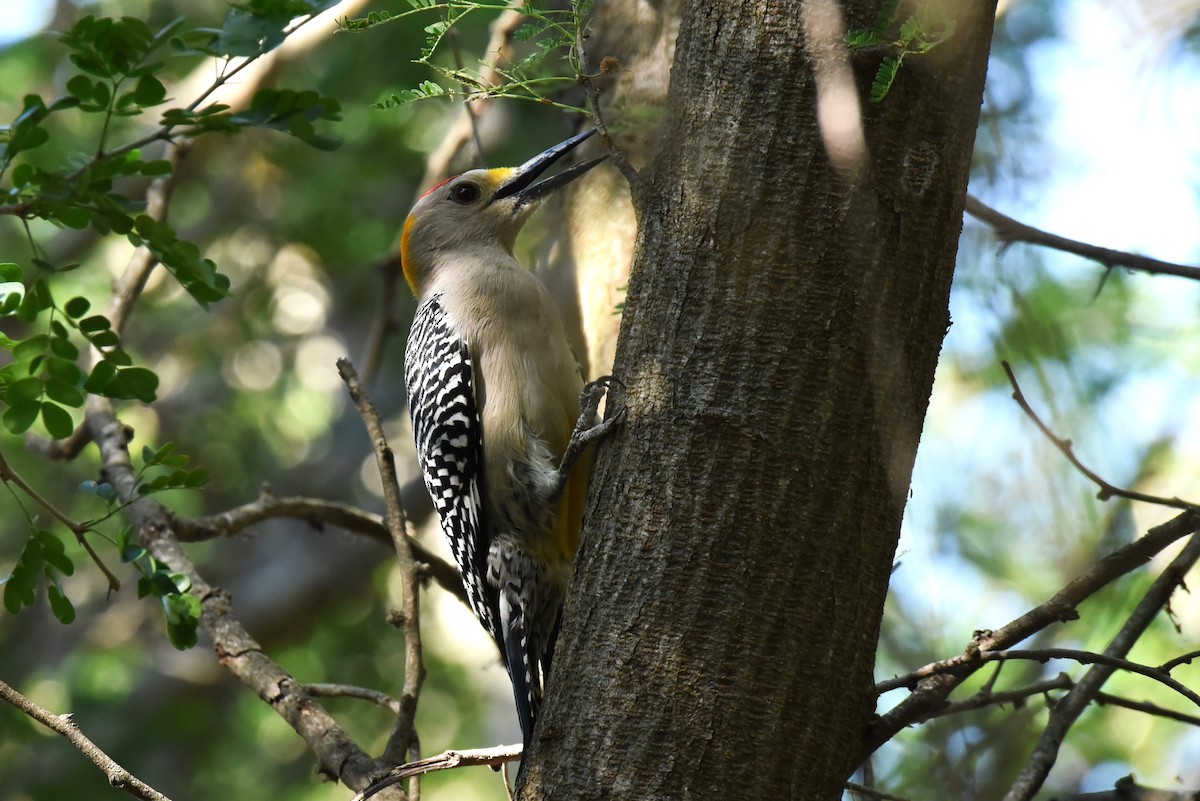 Golden-fronted Woodpecker - ML619644685
