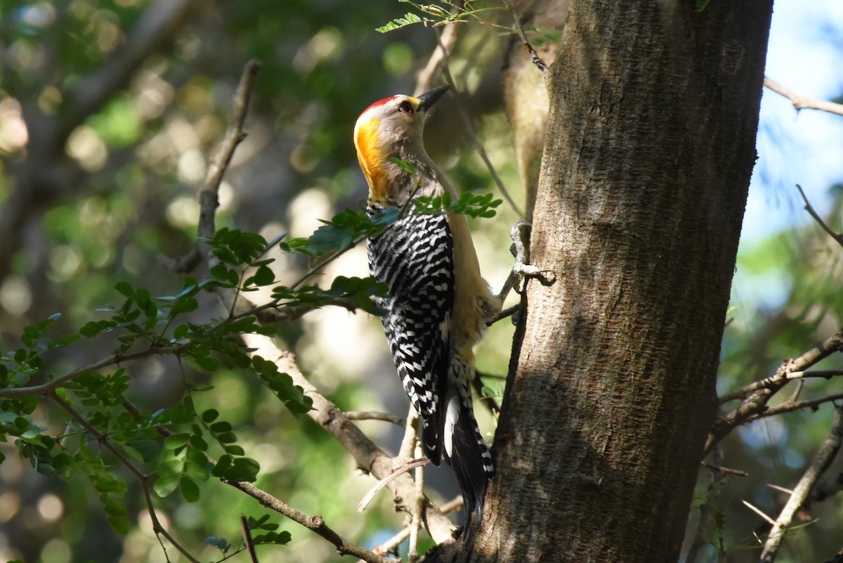 Golden-fronted Woodpecker - ML619644687