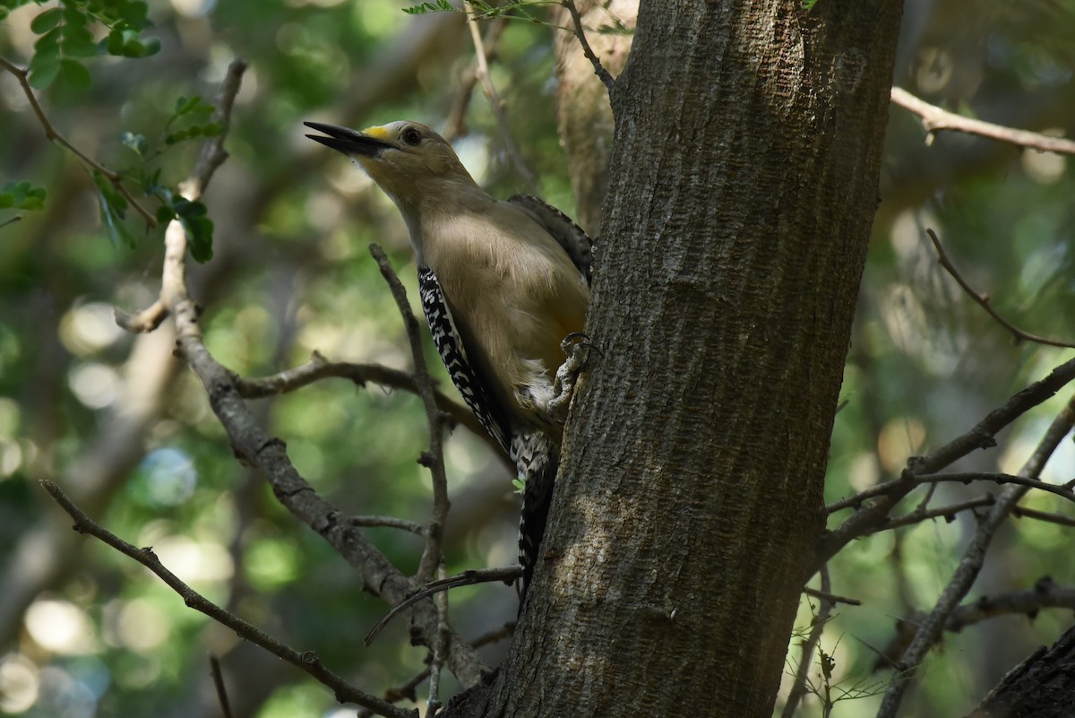 Golden-fronted Woodpecker - ML619644688