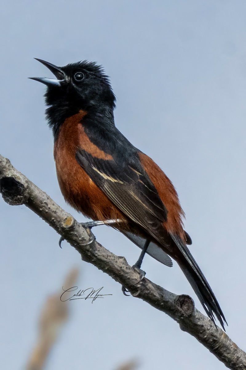 Orchard Oriole - ML619644717