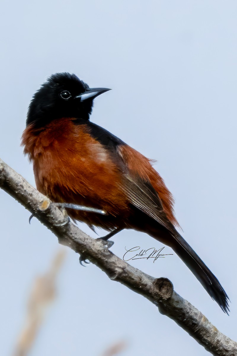 Orchard Oriole - ML619644719