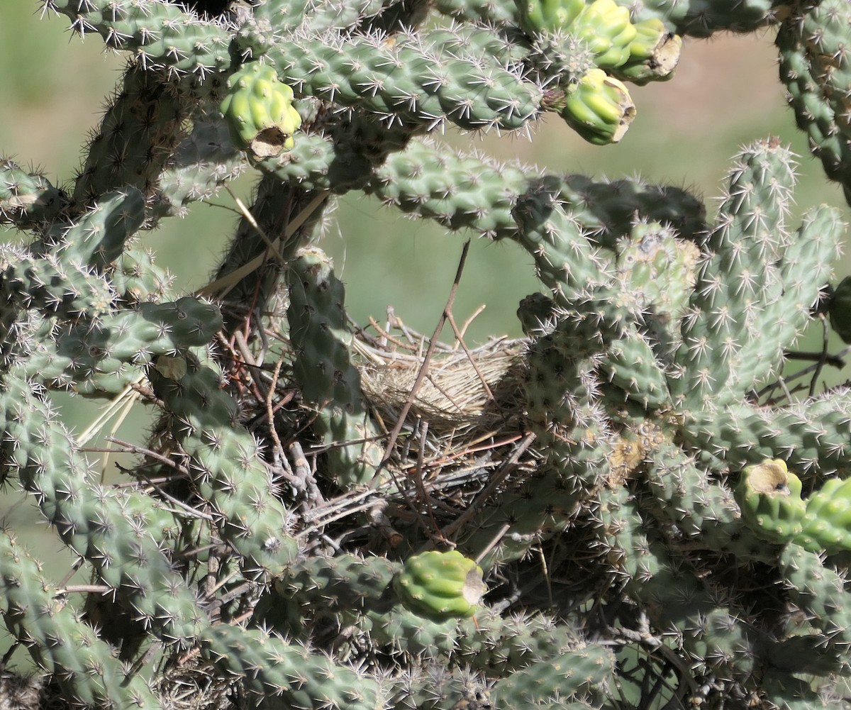 kaktusspottefugl - ML619644775