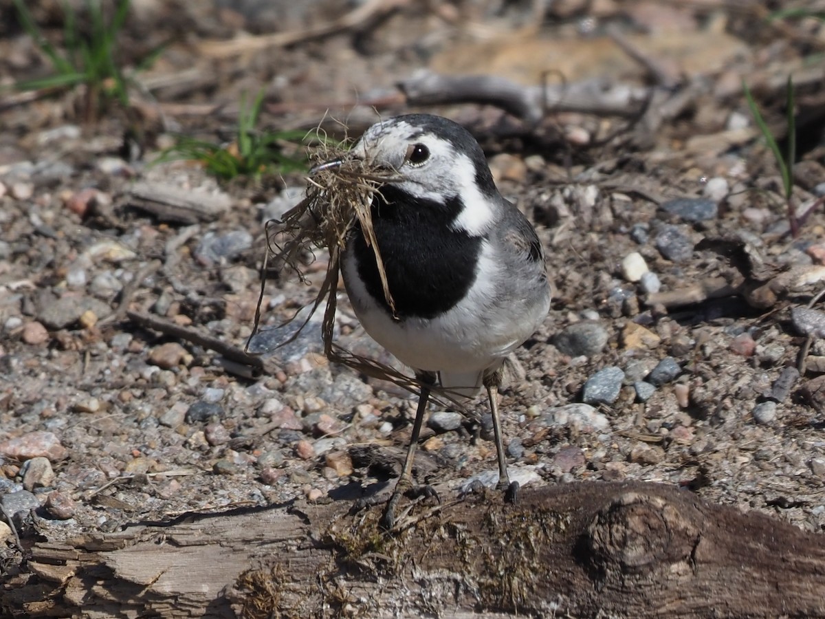 White Wagtail (White-faced) - ML619644797