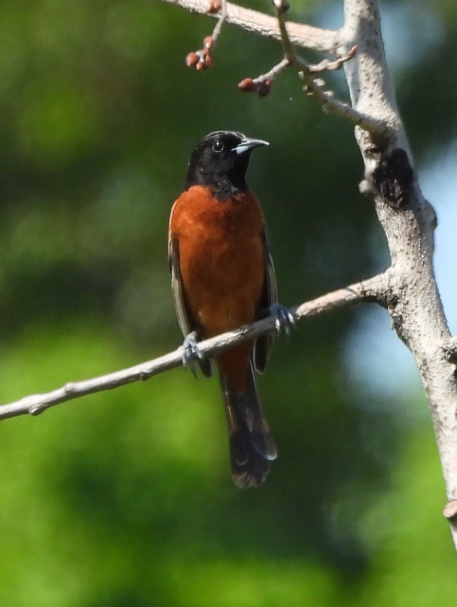 Orchard Oriole - ML619644872