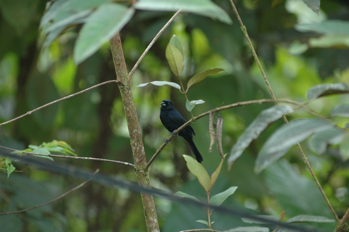 White-lined Tanager - ML619644888