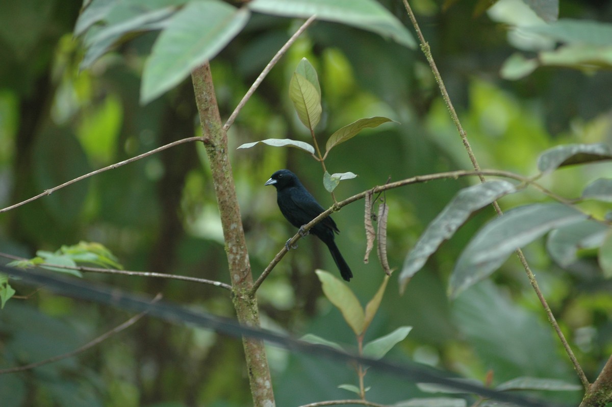 White-lined Tanager - ML619644889