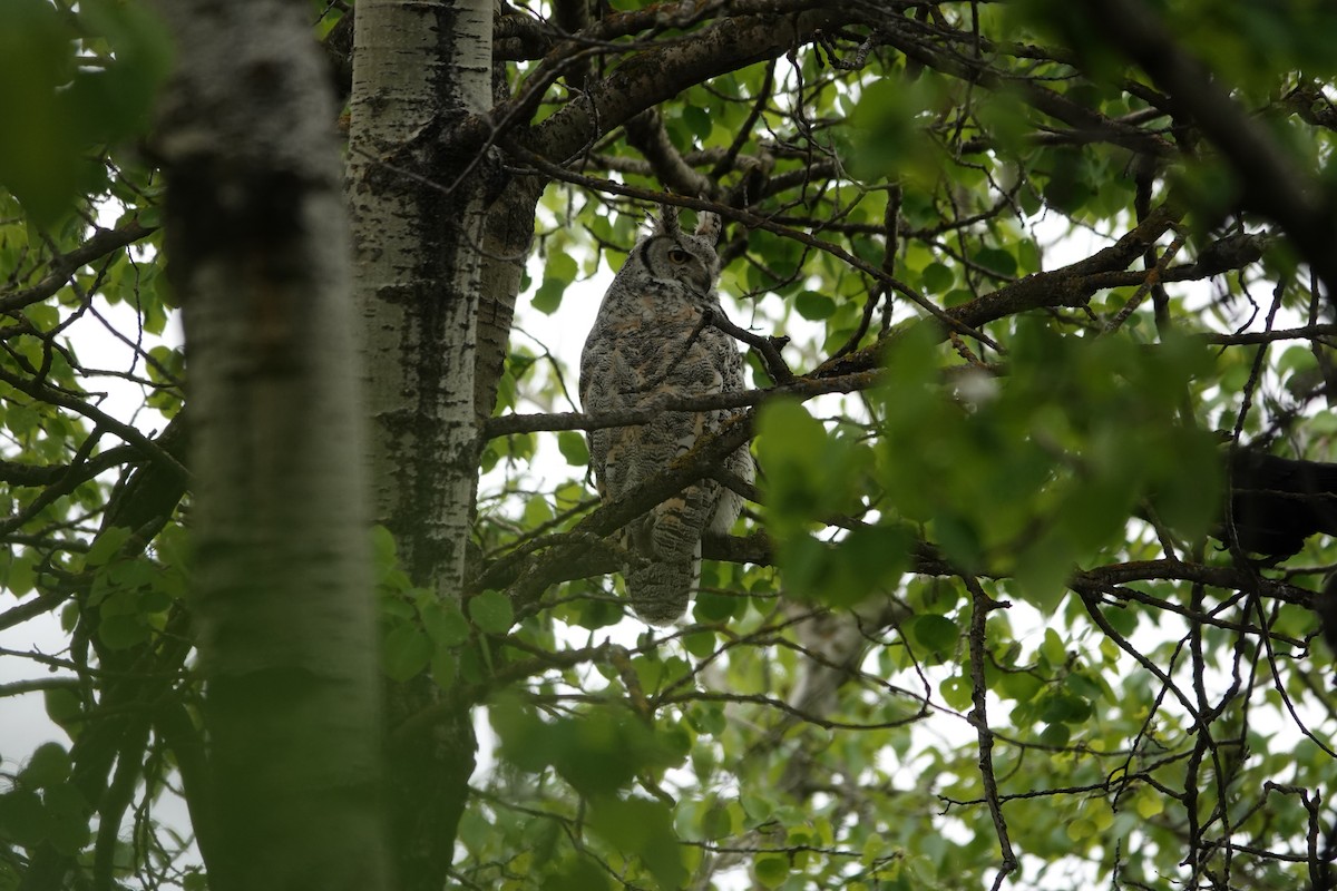 Great Horned Owl - ML619644915