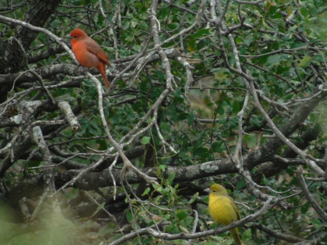 Hepatic Tanager (Lowland) - ML619644969