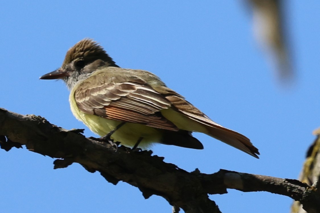 Great Crested Flycatcher - ML619645022