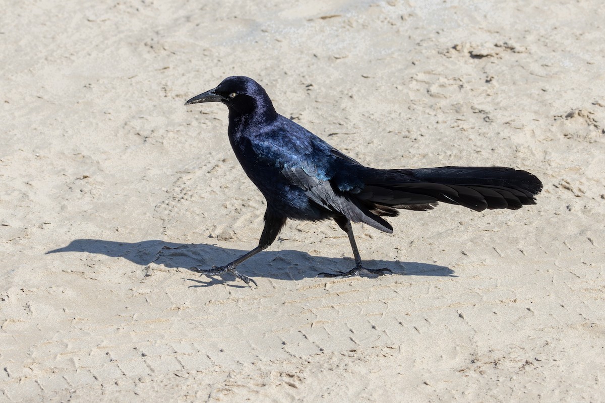 Great-tailed Grackle - ML619645057