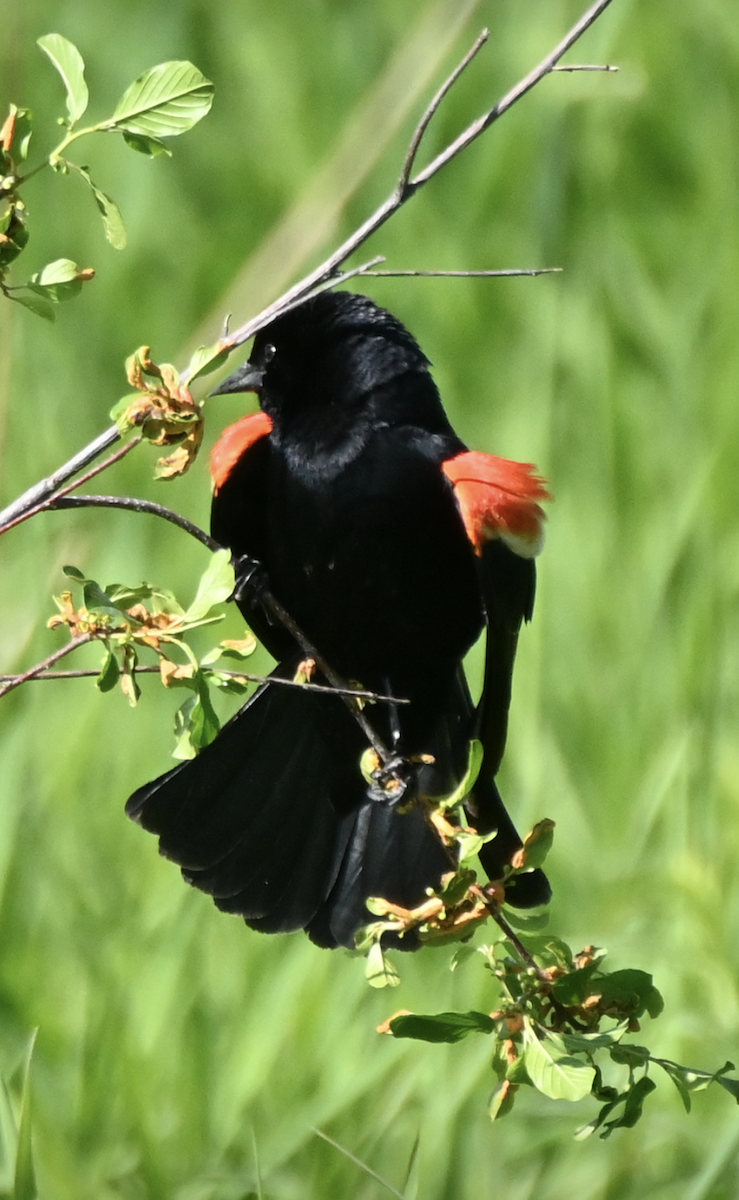 Red-winged Blackbird - ML619645111
