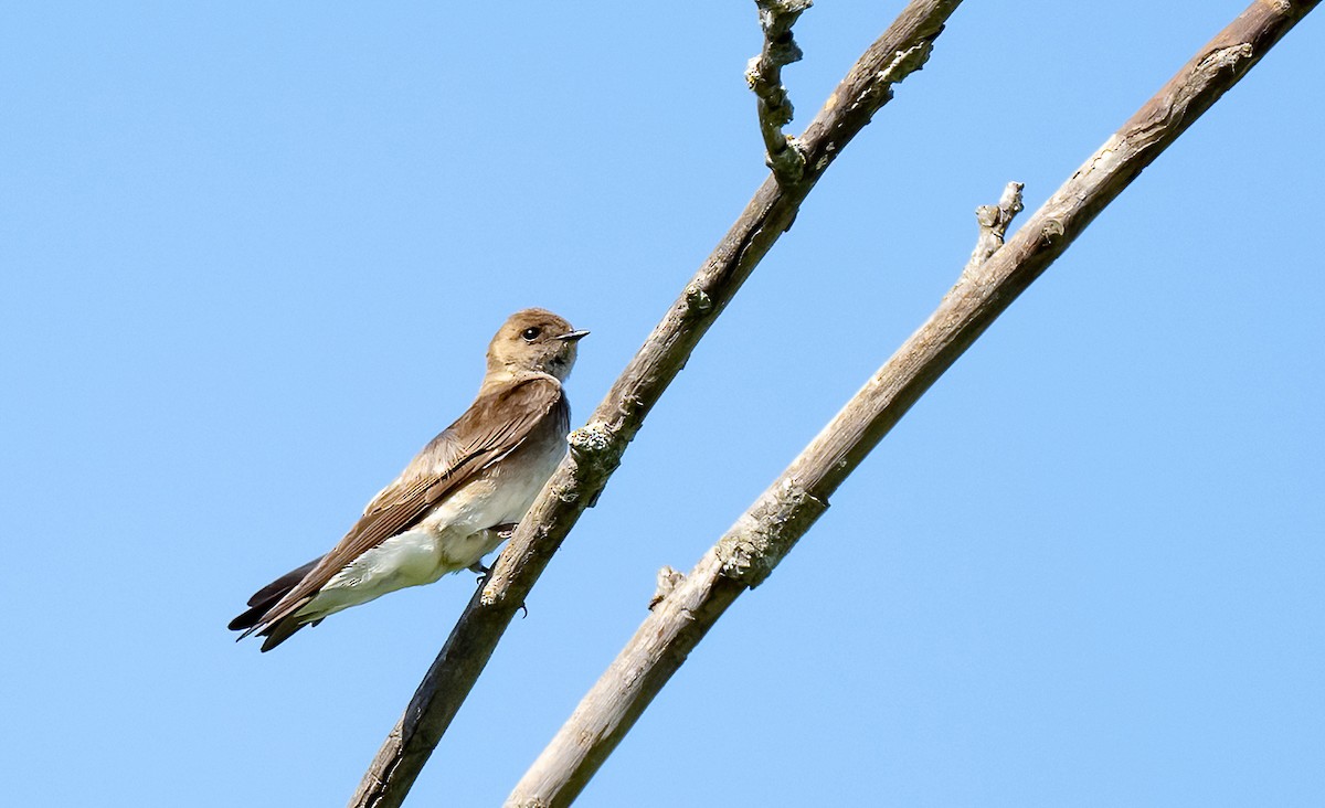 Northern Rough-winged Swallow - ML619645117