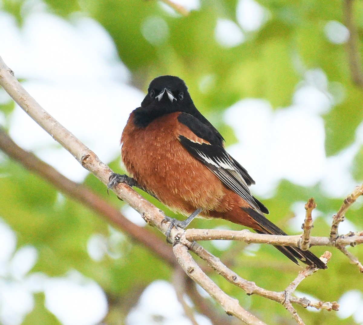 Orchard Oriole - ML619645175