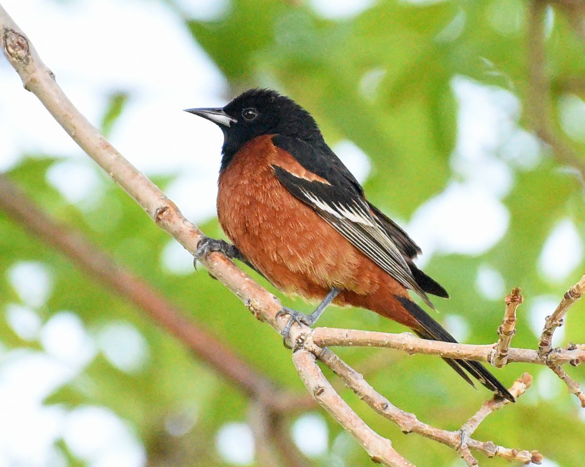 Orchard Oriole - ML619645176