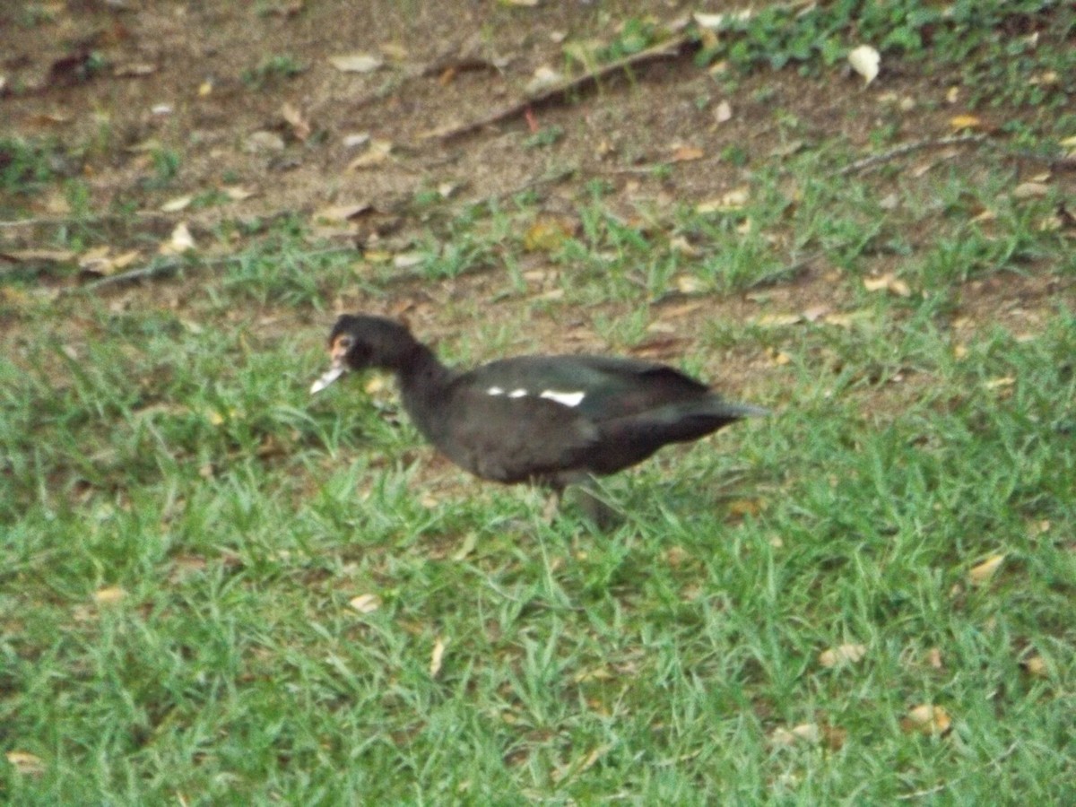 Muscovy Duck (Domestic type) - ML619645205