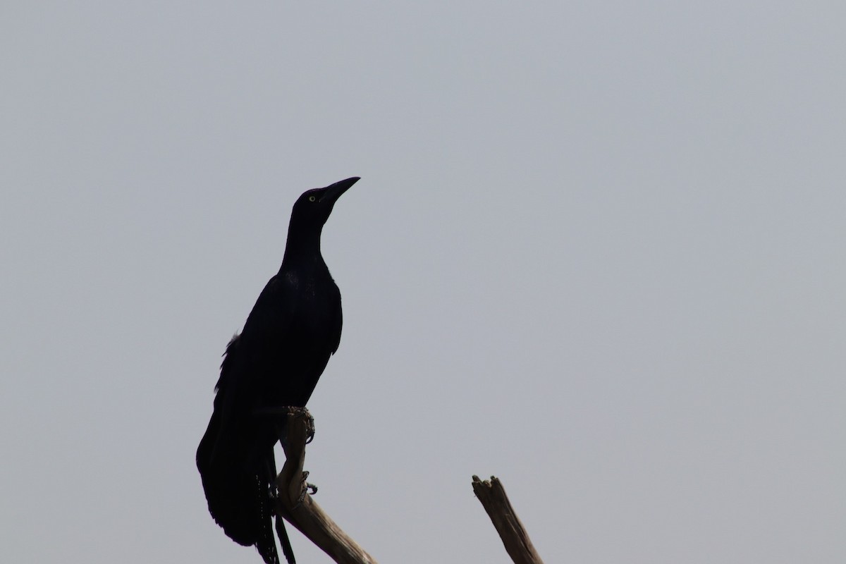 Great-tailed Grackle - ML619645210