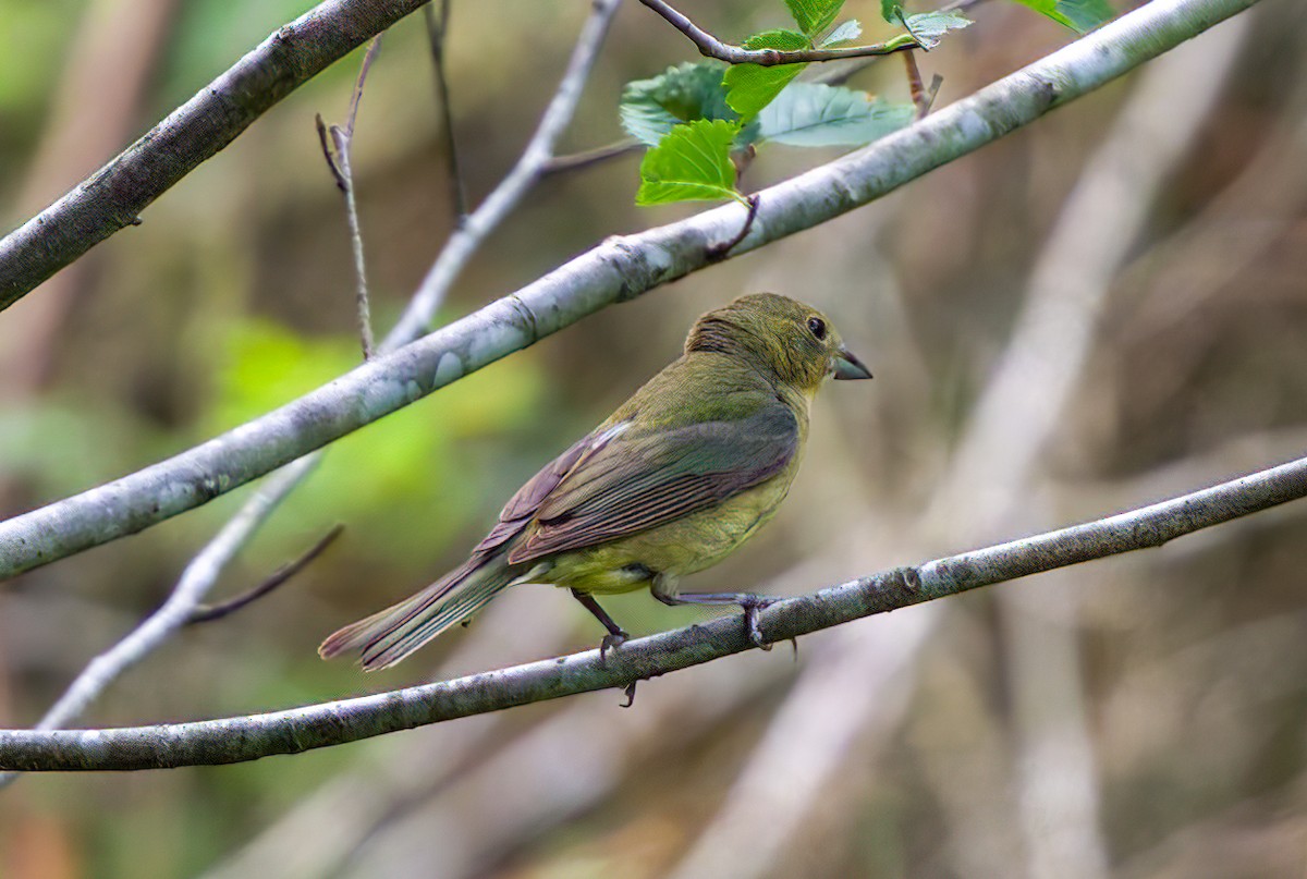 Painted Bunting - ML619645325