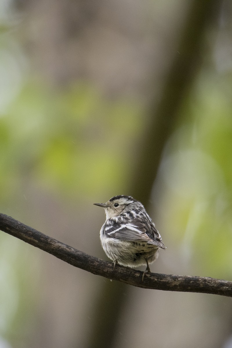 Black-and-white Warbler - ML619645361