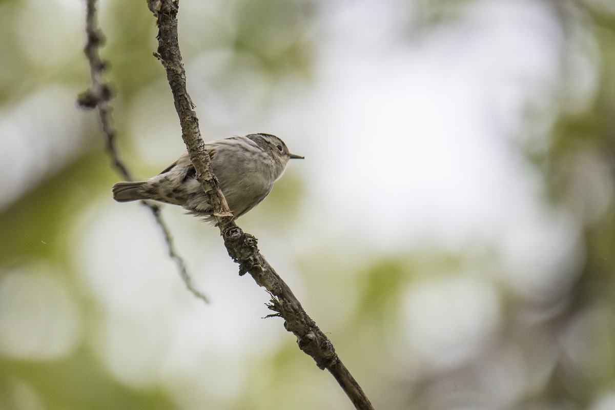 Black-and-white Warbler - ML619645363