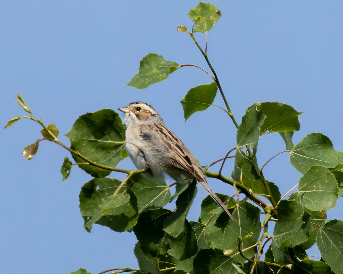Clay-colored Sparrow - ML619645384