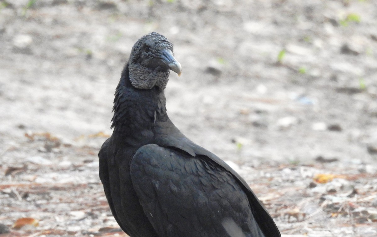 Black Vulture - ML619645401