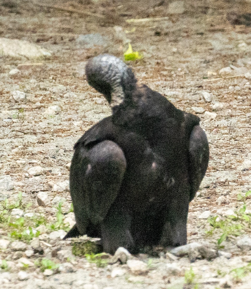 Black Vulture - ML619645421