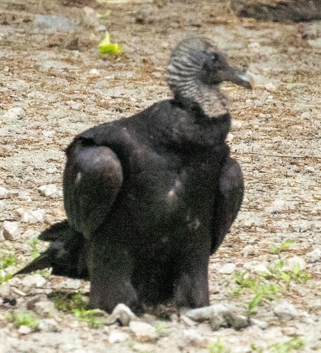 Black Vulture - ML619645422