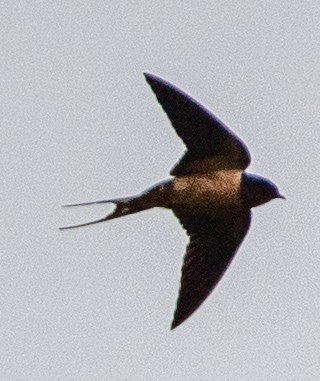 Barn Swallow - ML619645448