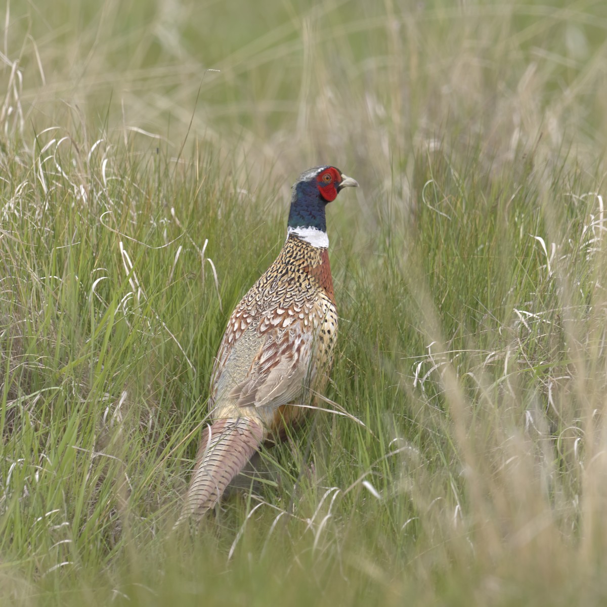 Ring-necked Pheasant - ML619645571