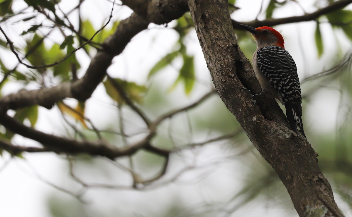 Red-bellied Woodpecker - ML619645588